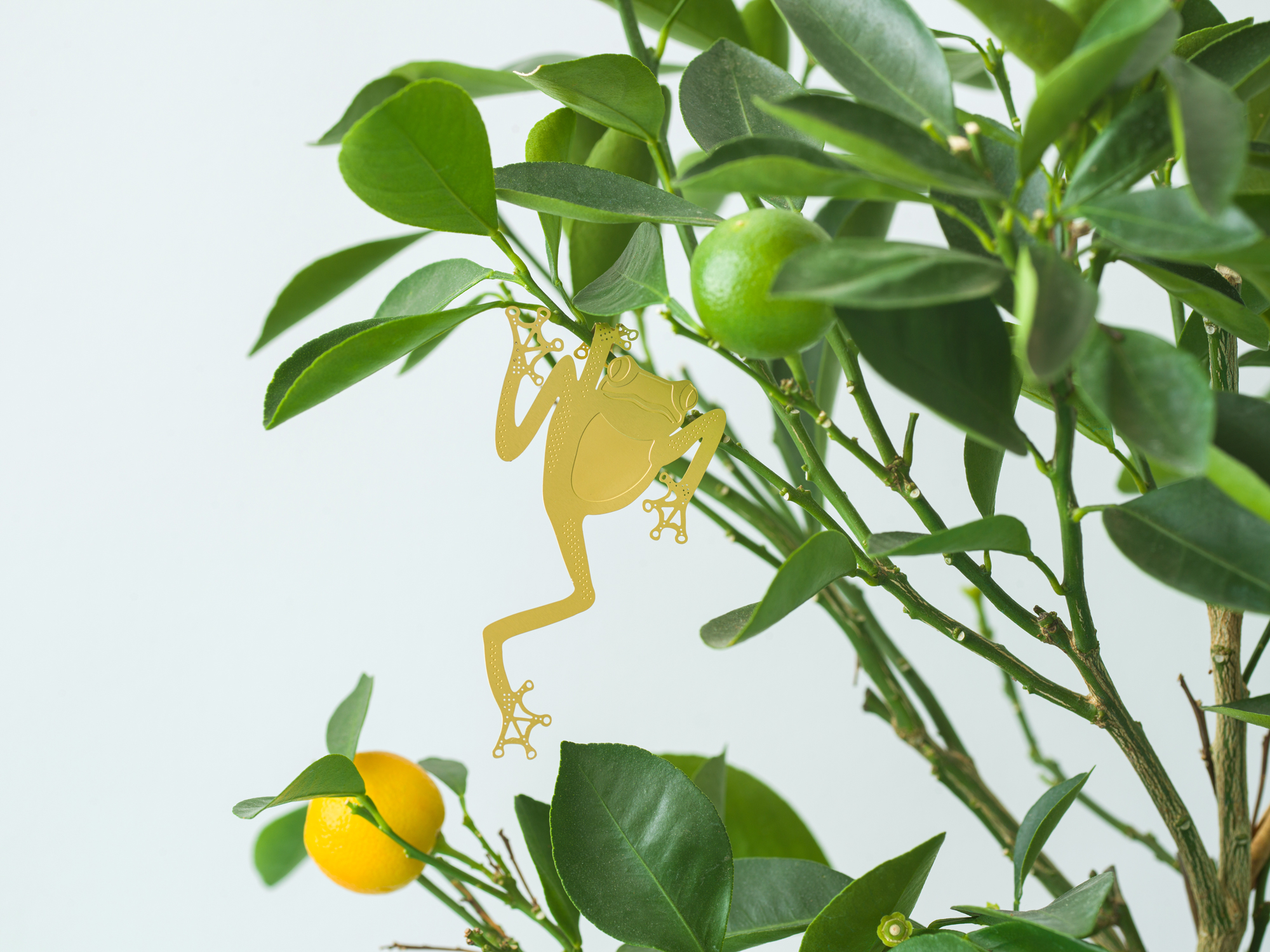 Plant Animal Tree Frog Grow my Wellbeing